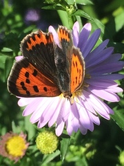 Lycaena phlaeas