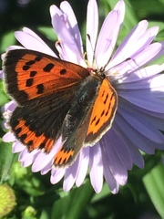 Lycaena phlaeas