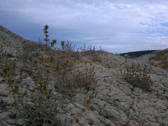 Pyankovia brachiata