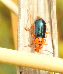 Ascolhedybius hirtus