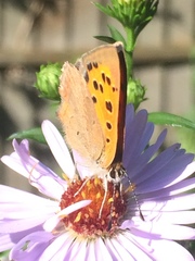 Lycaena phlaeas