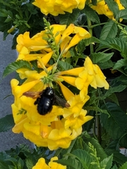 Xylocopa