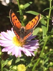 Lycaena phlaeas