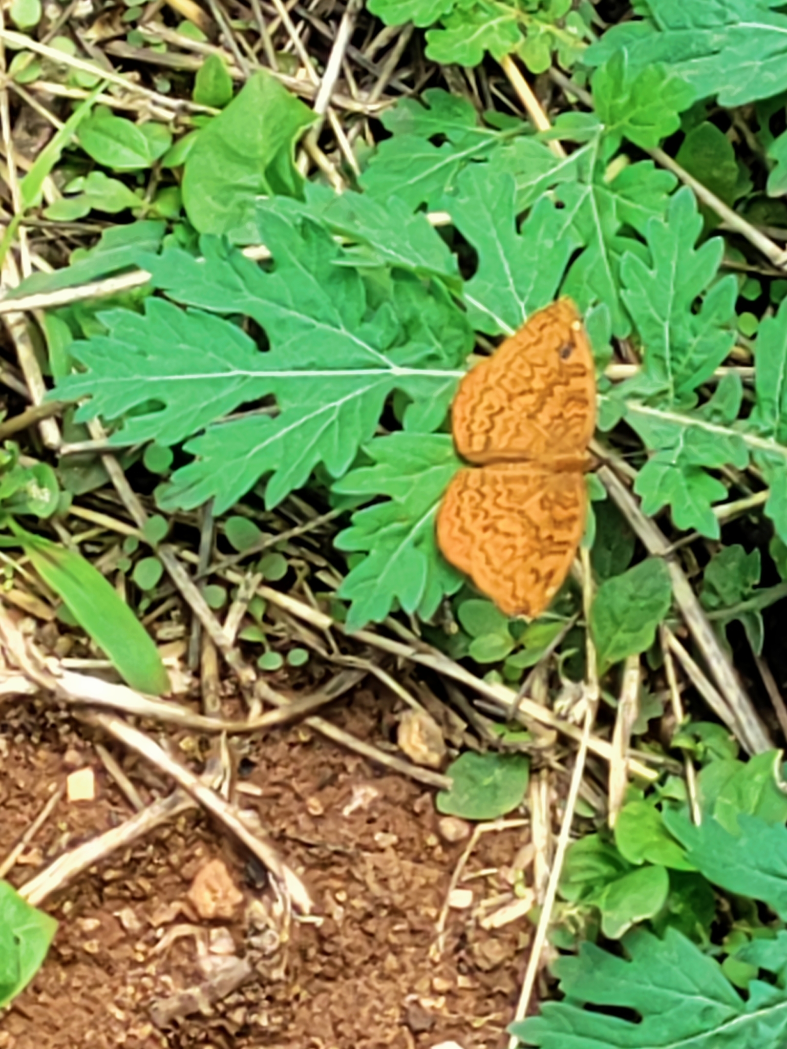 Common Castor