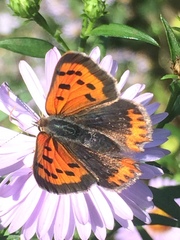 Lycaena phlaeas