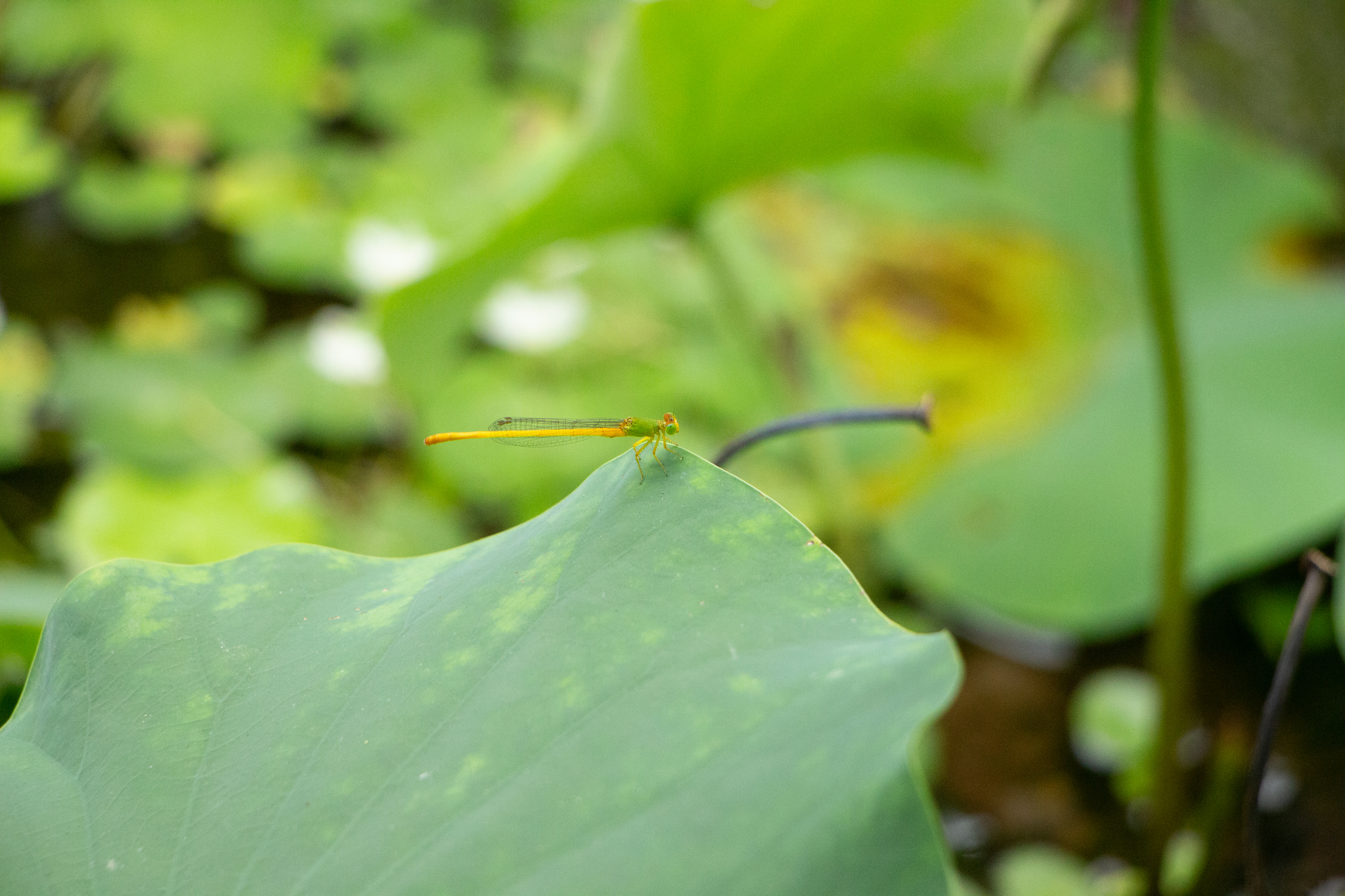 Coromandel Marsh Dart