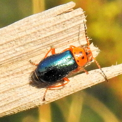 Ascolhedybius hirtus
