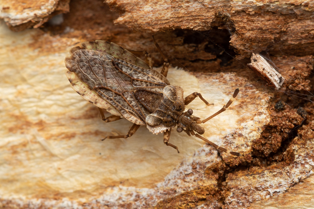 Aradus obtectus
