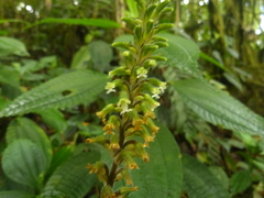 Microchilus
