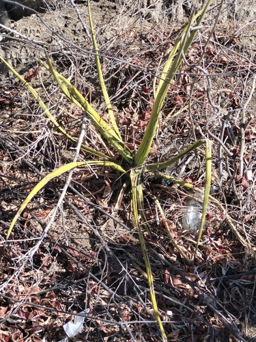 Agave datylio