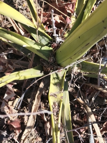 Agave datylio