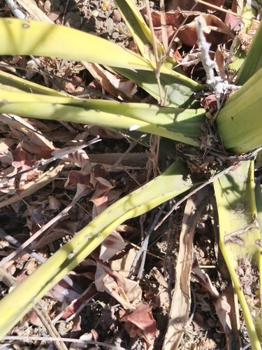 Agave datylio