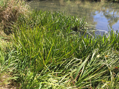Sparganium androcladum