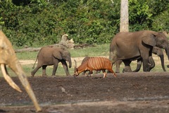 Tragelaphus eurycerus eurycerus