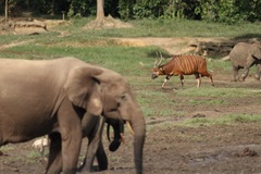 Tragelaphus eurycerus eurycerus