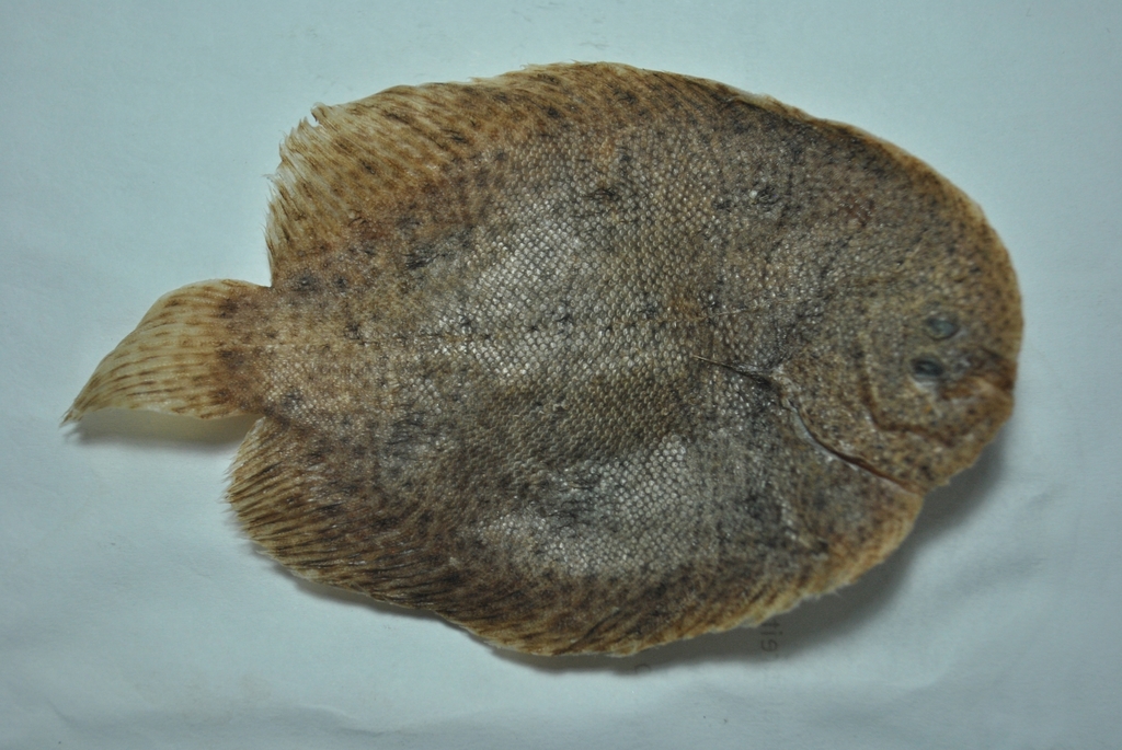 Lost sole (Achirus declivis) — Achiridae