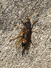 Urocerus flavicornis