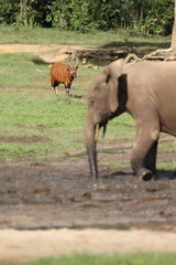 Tragelaphus eurycerus eurycerus