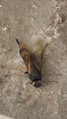 Urocerus flavicornis