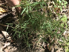 Dichanthelium columbianum