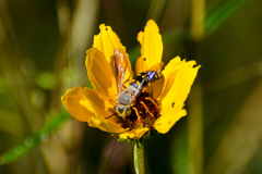 Bicyrtes insidiatrix