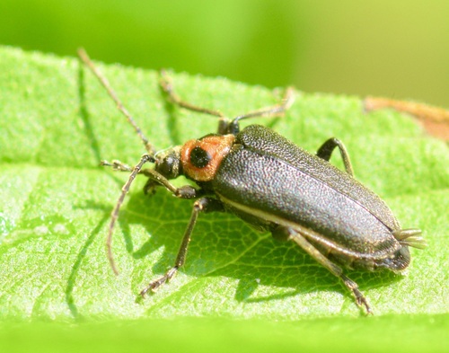 Double-lined Longhorn Beetle photo 2