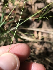 Dichanthelium columbianum