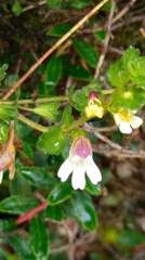 Euphrasia transmorrisonensis