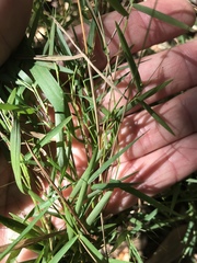 Dichanthelium columbianum
