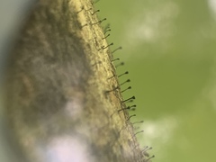 Phaeocalicium populneum