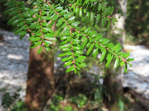 northern Japanese hemlock (Tsuga diversifolia)