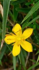 Hypericum nagasawae