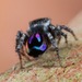 Robinson's Peacock Spider - Photo (c) Jurgen Otto, some rights reserved (CC BY-NC-ND)