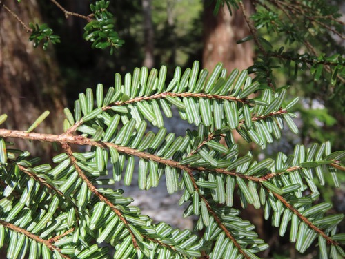 Tsuga diversifolia, photograph 3