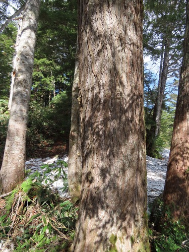 Tsuga diversifolia, photograph 5