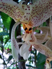Stanhopea
