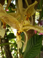 Stanhopea