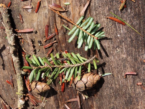 Tsuga diversifolia, photograph 4