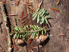 Tsuga diversifolia, photograph (c) Marco Mussita, some rights reserved (CC BY)