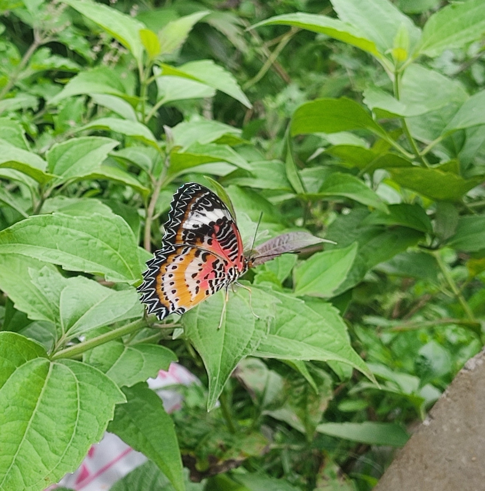 Leopard Lacewing