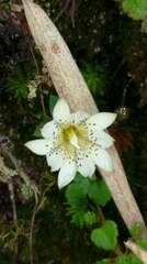 Gentiana scabrida