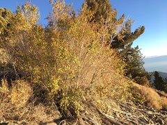 Acer glabrum diffusum