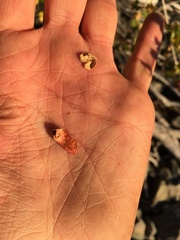 Acer glabrum diffusum