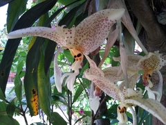 Stanhopea