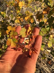 Acer glabrum diffusum
