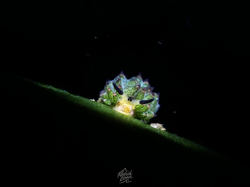 Diamond-mask Sap-sucker
