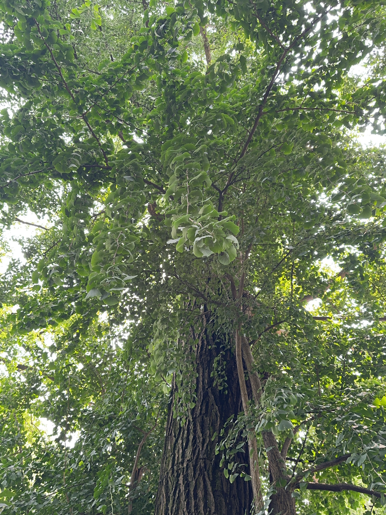 Il Ginkgo dell'Orto Botanico di Brera