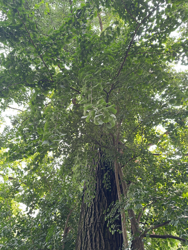 Il Ginkgo dell'Orto Botanico di Brera