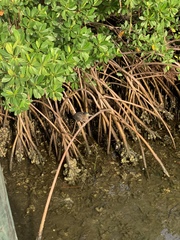 Butorides virescens image