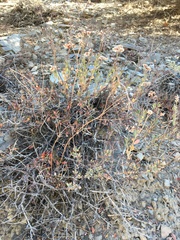 Eriogonum microtheca panamintense